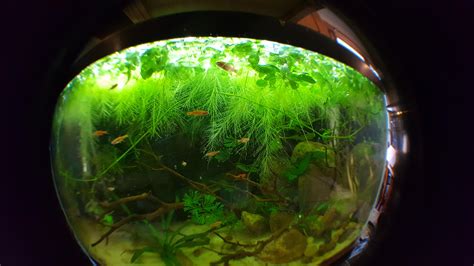 A fish eye view : r/Aquariums