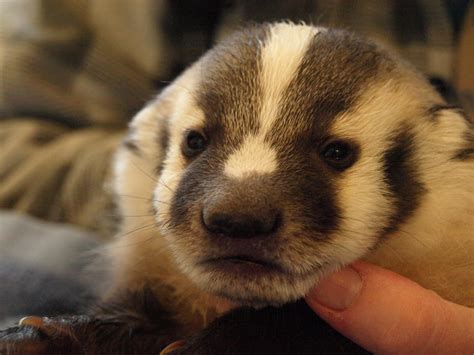 Baby Badger 3 by KodaSilverwing on DeviantArt