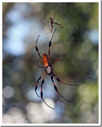 Anthony Rabun: Gulf Coast Wildlife