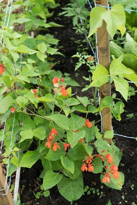 Spectacular Scarlet Runner Beans The Permaculture Research Institute