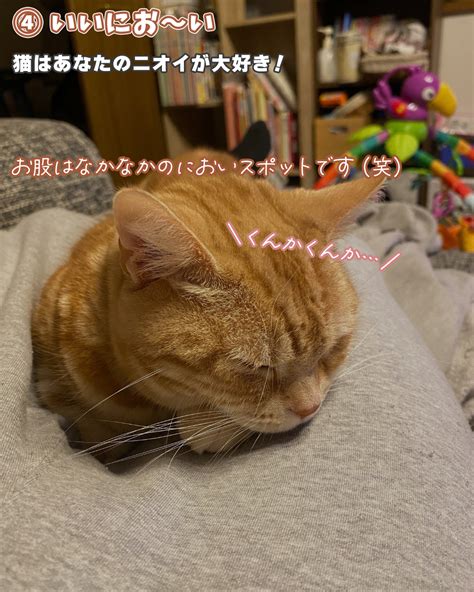 【呆然】猫があなたの「お股」を好きなのは信頼しているから？お股好きな猫の隠されたきもち。（ねこぞー） エキスパート Yahoo ニュース