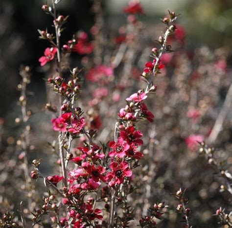 Shrub ID: Leptospermum scoparium