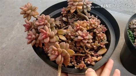 Suculenta Sedum Bronze Juicy Sedum Bronze Youtube