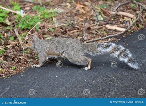 Eastern Gray Squirrel with Striped Tail Stock Photo - Image of raccoon ...