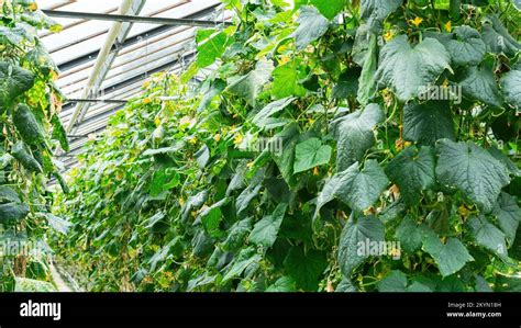 Cucumber Plants Grow In Agricultural Greenhouses Tall Cucumber Plants