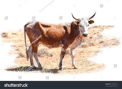 Nguni Cow Traditional Breed Cattle African Stock Photo Edit Now 181580174