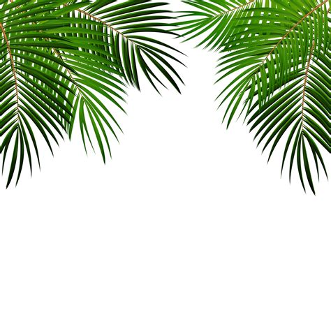 gruenes palmblatt  png  transparent background
