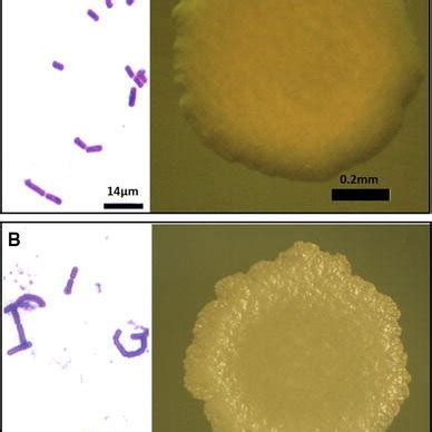 Bacillus Subtilis Morphology