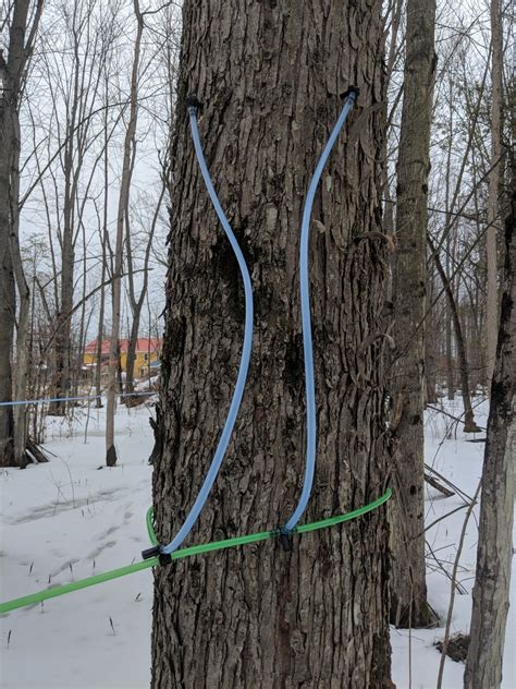 Tradition of Tapping Maple Trees Given an Epic DIY Upgrade