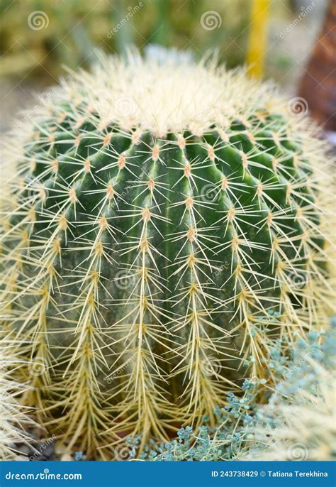 Echinocactus Grusonii Or Golden Barrel Cactus Without Flowers Close Up