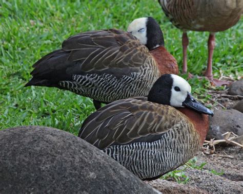 Pictures and information on White-faced Whistling Duck