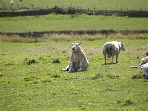 Nature Texel Free Photo Download | FreeImages