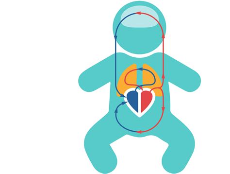 Fetal Heart Circulation Animation