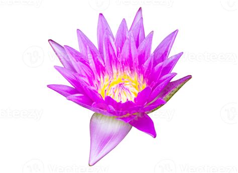 Purple Waterlily Flower On Transparent Background Png File Png