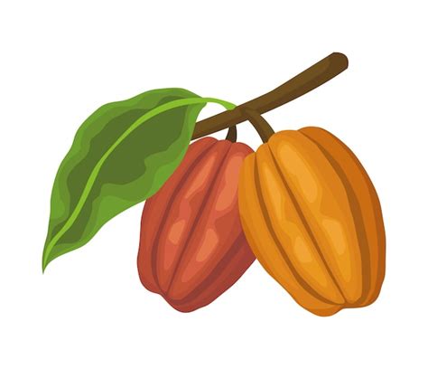 Vectores E Ilustraciones De Cacao Dibujo Para Descargar Gratis Freepik