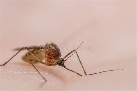 The common house mosquito stock image. Image of vector - 275719787