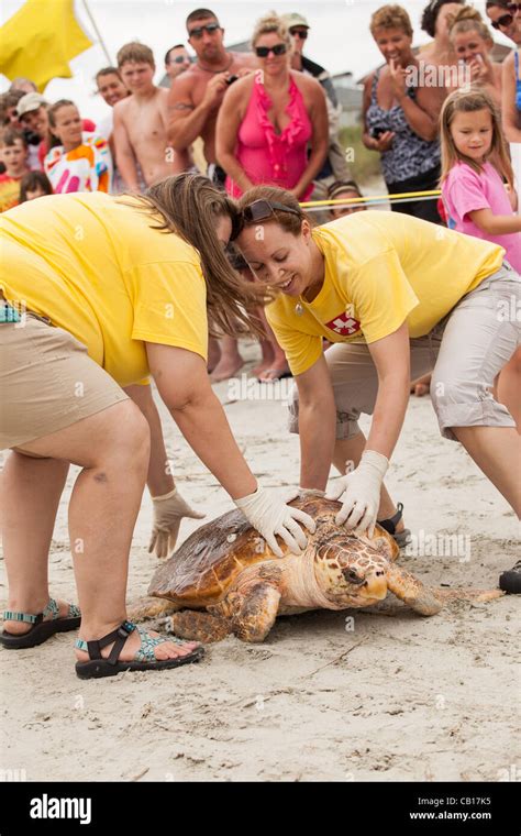 Volunteers From The South Carolina Aquarium Release A Rehabilitated