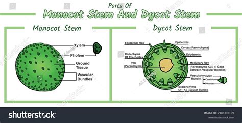 Monocot Stem Labelled Diagram