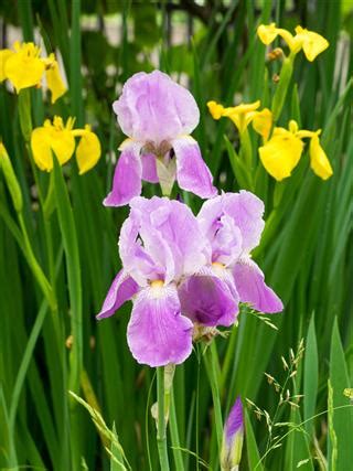 Iris Flowers Meaning | Beautiful Flower Arrangements and Flower Gardens