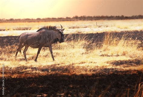 Antelope Gnu Stock Photo | Adobe Stock