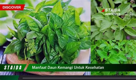 Temukan 7 Manfaat Daun Kemangi Untuk Kesehatan Yang Jarang Diketahui