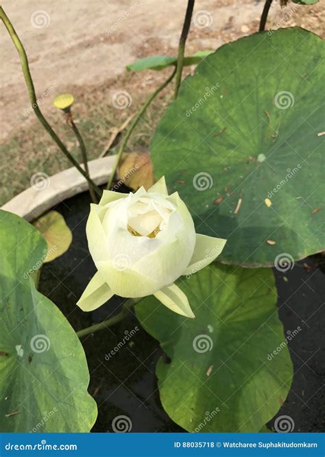 Nucifera Del Nelumbo O Flor De Loto India Foto De Archivo Imagen De