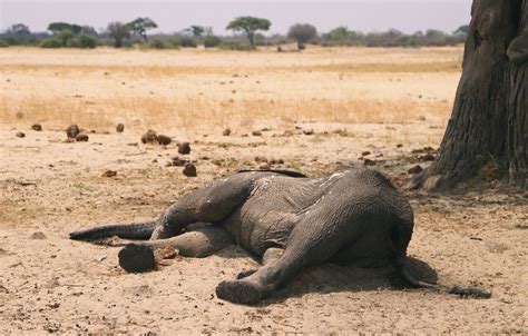 Zimbabwe Says 200 Elephants Have Now Died Amid Drought