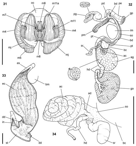 Siphonaria pectinata. Anatomy: 31-odontophore, ventral view ...