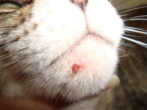 Cat Has Pimple On Chin