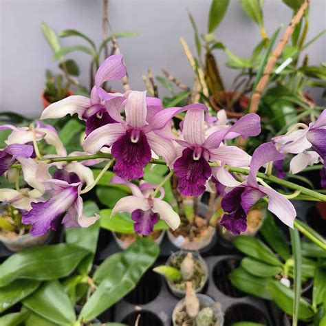 Dendrobium Serene Chang Blue Website