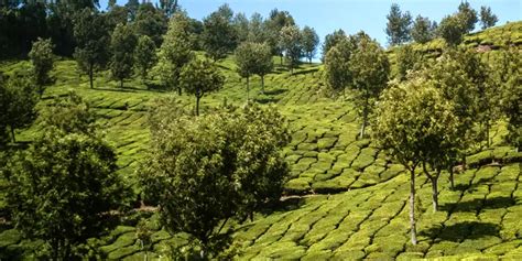 Ooty Kodaikanal Munnar Honeymoon Package Starts 19999