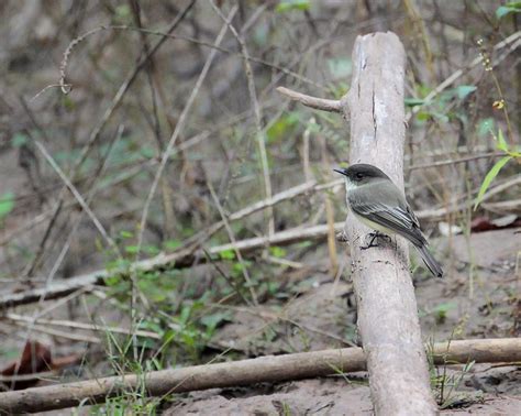 Birds of the Bayou | Save Buffalo Bayou