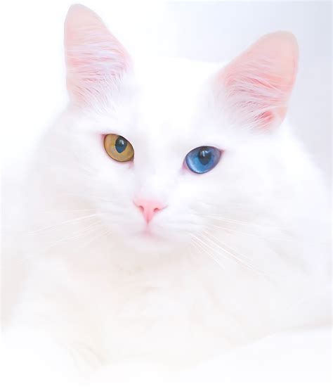 Discover the Turkish Van Cat: A Complete Owner's Guide