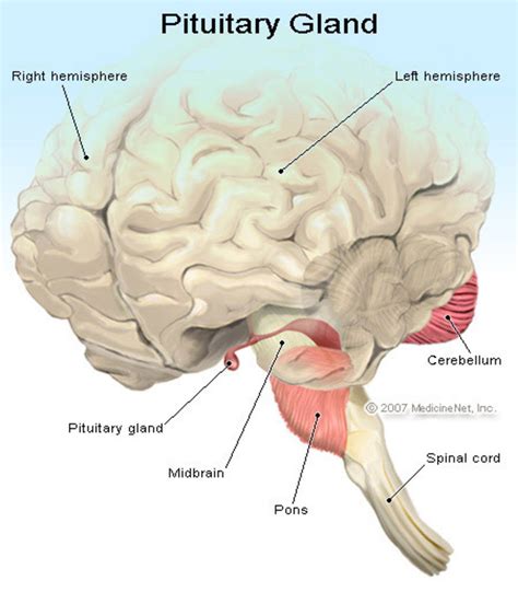 Hormones Of The Anterior Pituitary And Its Disorders: A Case Study Of ...