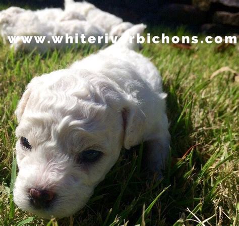 Bichon Frise Akc Puppy For Sale Whiteriverbichons