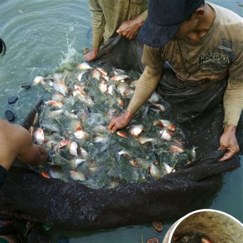 Pembesaran Ikan Bawal Di Kolam Terpal