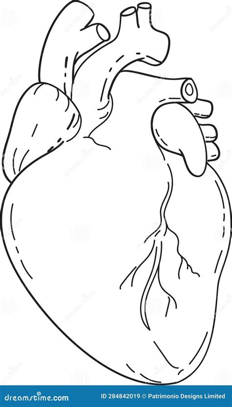 Anatomia Cardiaca Umana Disegno Mono Line Art Illustrazione Di Stock