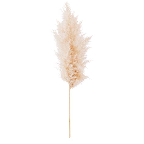 Pampas Grass Branch On White Background Dried Pampas Grass AI