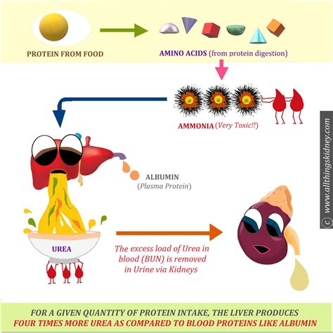 Protein & CKD Diet: Part 1 - All Things Kidney ~ Official