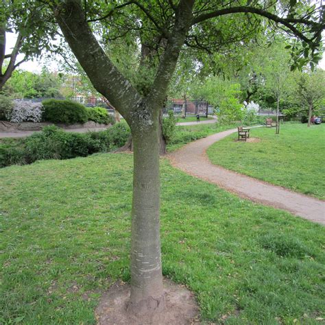 Quercus X Kewensis In Roath Park Pleasure Garden