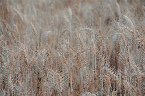 Silhouette Photo of Wheat during Sunset · Free Stock Photo