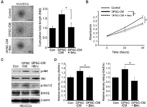 Proangiogenic Effects Of Dpscs Mediated By Vegf Effects Of The Dpscs