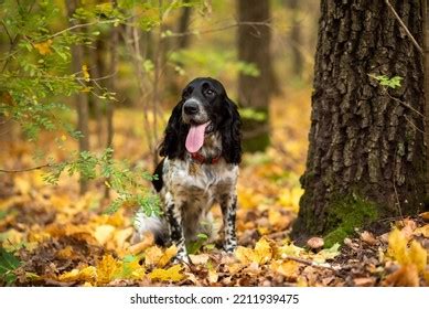 Charming Black White Hunting Dog Breed Stock Photo 2211939475 ...