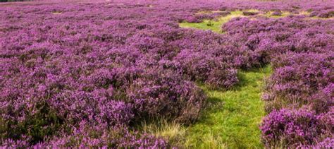 How to Grow Heath and Heather - Dave's Garden