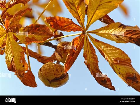 Kastanienbaum Oktober Fotos Und Bildmaterial In Hoher Aufl Sung Alamy