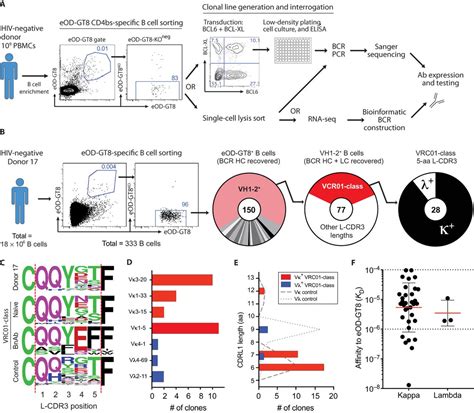 The Human Naive B Cell Repertoire Contains Distinct Subclasses For A