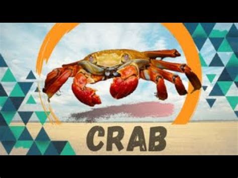 Crab Brachyura Youtube