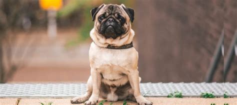 Pug Dog Breed: Characteristics And Temperament - Gameonoverdog