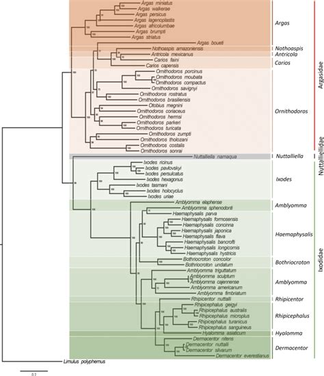 Tick Mitochondrial Genomes Structural Characteristics And Phylogenetic