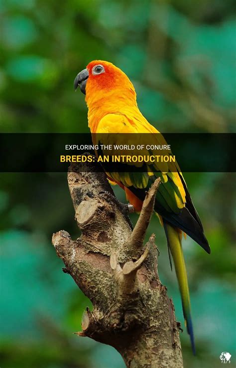 Exploring The World Of Conure Breeds: An Introduction | PetShun